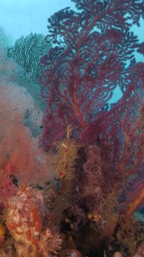 Colorful gorgonias on a tropical coral reef, Indonesia - camera pans from right to left