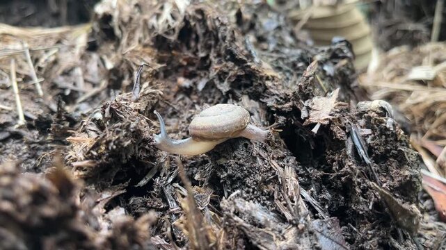 Snail Crawling on Decomposing Matter: A small, delicate snail with a brown shell navigates across a textured surface of decaying organic material.