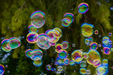 Obraz premium Floating iridescent soap bubbles against lush green foliage background