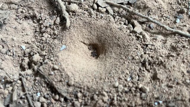 Antlion Trap: A predatory antlion waits patiently in its funnel-shaped pit of sand, ready to capture unsuspecting insect prey.