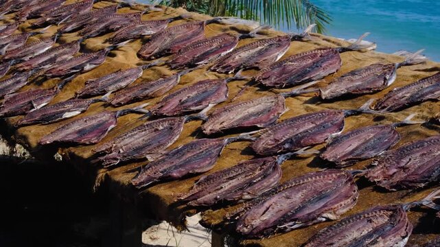 Dried tuna fish fillets laid out for processing on beach in tropical Maldives.