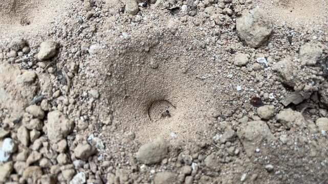 Ant Lion Trap in Sandy Ground: A close-up view of a perfectly formed ant lion pit, a natural trap dug into the sandy soil.