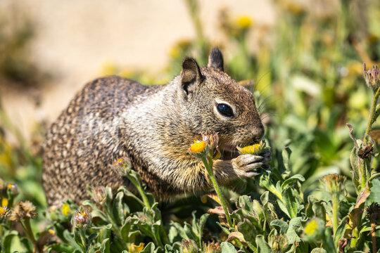 California Ground Squirrel Eating a Yellow Flower in Grass
