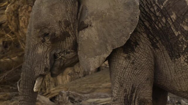 Large african elephant foraging for food in natural habitat at savanna.