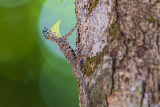 The  Draco sumatranus, a rare draco on the tree.