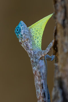 The  Draco sumatranus, a rare draco on the tree.