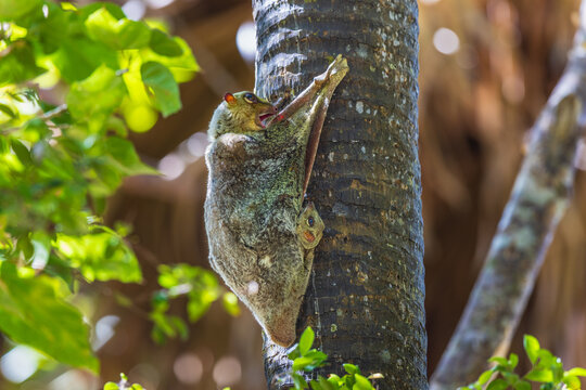 The Sunda Colugo a rare mammals and its young are perched on a tree.