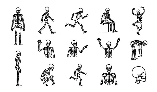 Skeleton pose and anatomy outline icons with walking running dancing and human bone vector designs