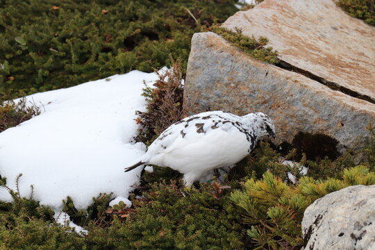 2026年5月立山で撮ったオスの雷鳥