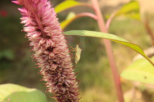 leaf-footed bug or coreid plant bug (family Coreidae) resting on a cockscomb (Celosia) flower head