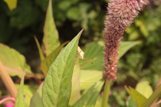 leaf-footed bug or coreid plant bug (family Coreidae) resting on a cockscomb (Celosia) flower head
