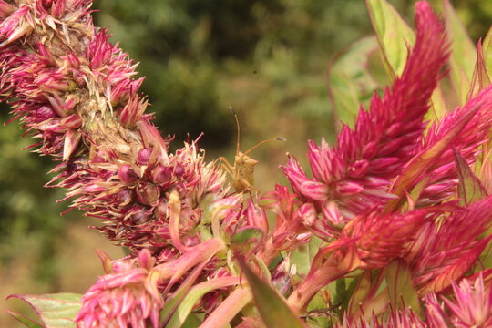 leaf-footed bug or coreid plant bug (family Coreidae) resting on a cockscomb (Celosia) flower head
