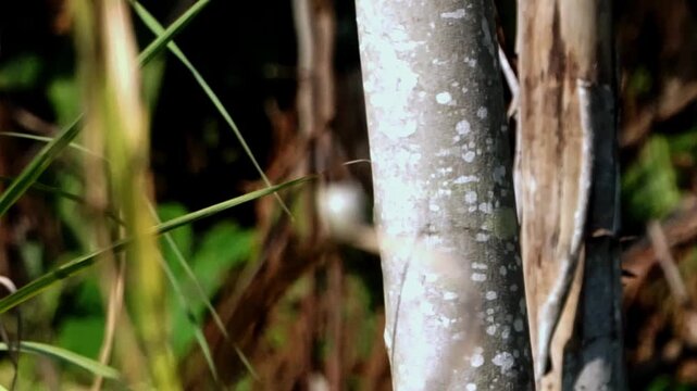 Lonchura leucogastroides (Bondol jawa, pipit bondol, emprit bondol, Javan Mannikin, Javanese Mannikin, Java Munia, Javan White bellied Munia, Black rumped Munia) on the grass