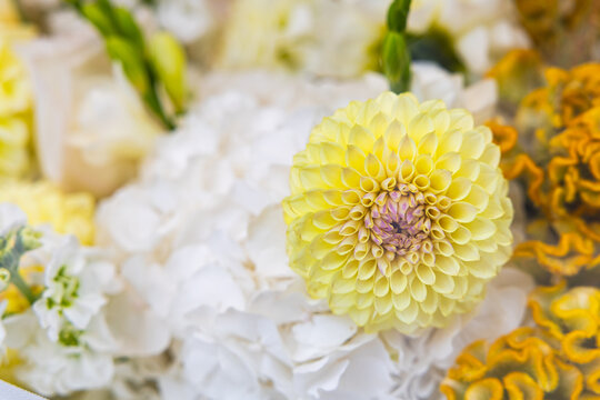Macro view of pale yellow dahlia flower blossom in floral composition with shallow depth of field