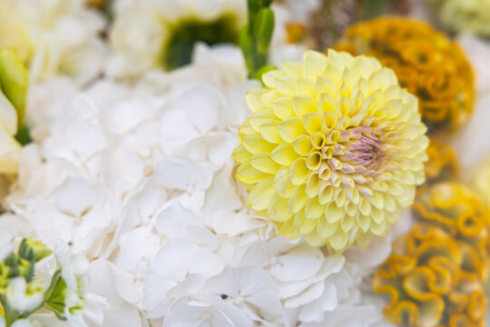 Macro view of pale yellow dahlia flower blossom in floral composition with shallow depth of field