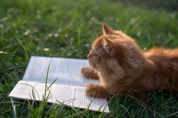 cat lying on grass © Mehedi