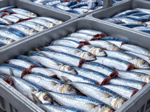 Cleaned and gutted fresh fish arranged in stainless steel containers at industrial seafood processing factory