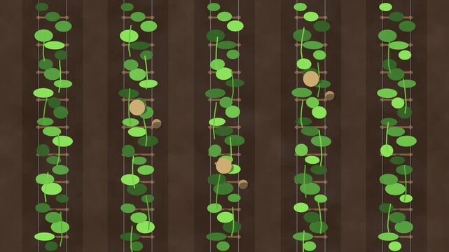 Slow motion drone footage of farmers tending yardlong beans on a farm