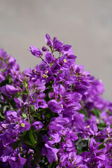Closeup of Bougainvillea flowers (unknown variety) in a garden in Croatia  early summer © Chris Lawrence