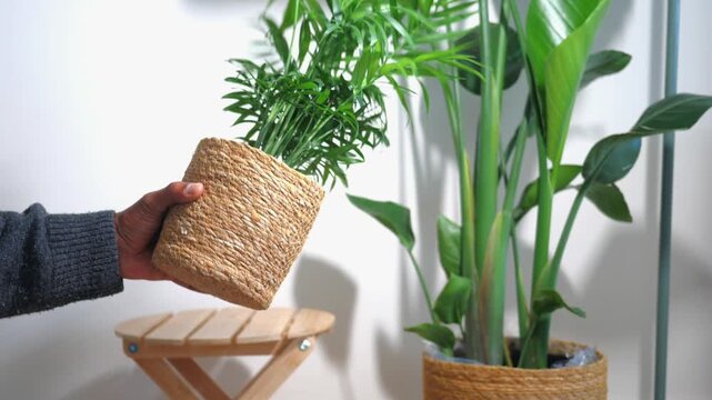 A person holds a small potted plant in a woven basket, gently swaying it from side to side, with a larger plant in a similar pot visible in the background against a white wall