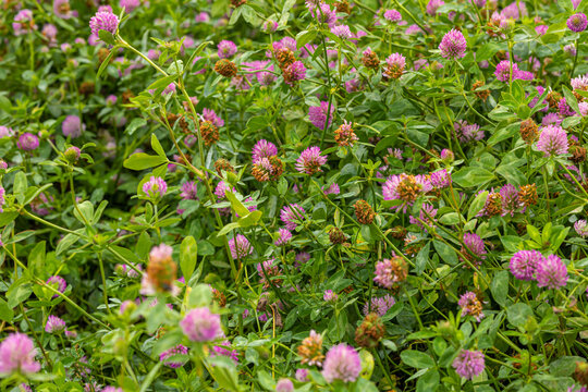 Close-up of blooming red clover flowers in a green meadow. Detailed macro view of blooming red clover, Trifolium pratense, with delicate pink flower heads and fresh green foliage. Natural floral textu