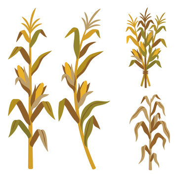 Stylized vector illustration featuring multiple corn stalks with dried leaves and golden kernels for seasonal harvest graphic design projects today