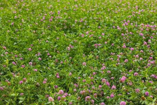 Expansive flowering clover meadow across a peaceful rural landscape. Wide view of a lush green clover field with scattered pink blossoms extending across the countryside toward a distant tree line. 