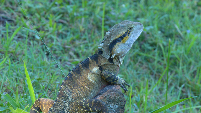 Australian Water Dragon Perched on a Rock in a Grassy Field