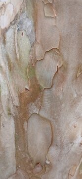 tree bark texture