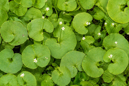 Fresh Miner's Lettuce Leaves and Flowers Natural Texture
