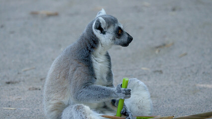 Ring-tailed Lemur Sitting on Ground Holding a Green Bamboo Stalk © blueringmedia