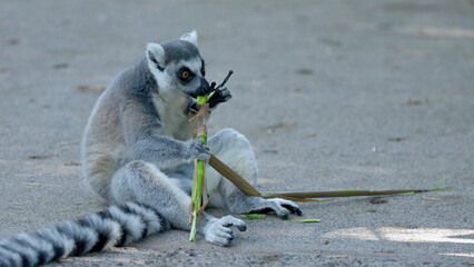 Ring-Tailed Lemur Sitting on the Ground Eating a Bamboo Branch © blueringmedia