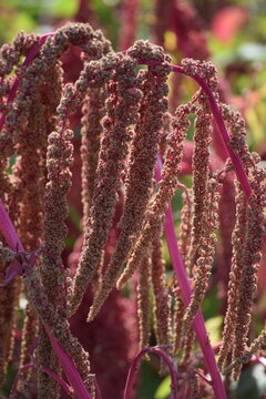 Foxtail Amaranth in Morning Light