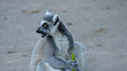 Ring-tailed Lemur Sitting on Ground Holding a Green Bamboo Stalk © blueringmedia