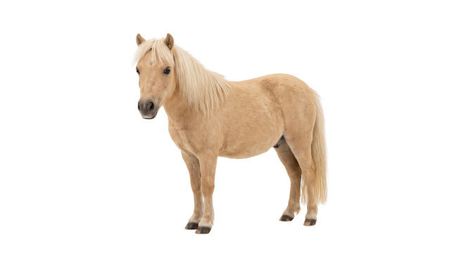 Beautiful light brown miniature pony standing isolated on a white background.