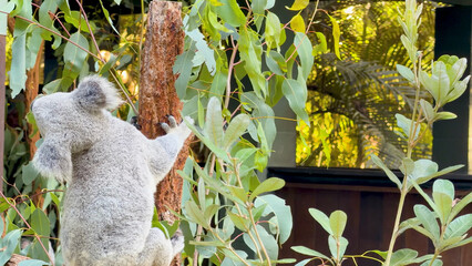 Koala Climbing a Vertical Tree Trunk Surrounded by Eucalyptus Leaves © blueringmedia