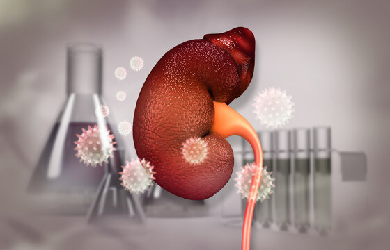 3D rendering of human kidney anatomy infected by virus particles, set against a blurry chemistry lab background.