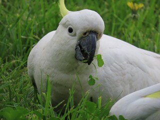 white parrot in the park © Ksenia