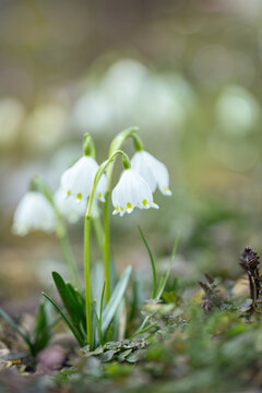 Heralds of spring. Spring snowflakes in a light spring forest (Leucojum vernum) on natural ground.
