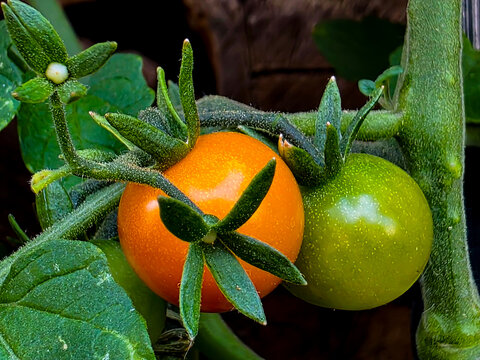 Tomaten im Garten 