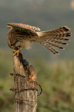 Female kestrel (Falco tinnunculus), a wild bird of prey holding a captured mouse on a perch, showing natural predatory and feeding behaviour.