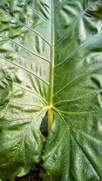 Close Up Top View of Green Taro Leaf Colocasia esculenta with Water Droplets and Glossy Texture