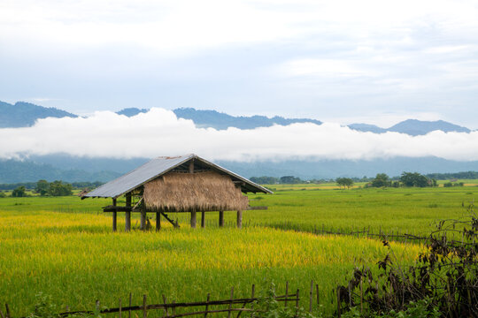 Wooden hut in a green rice paddy field with misty mountains behind