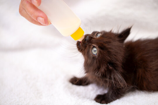 An adorable kitten drinks milk from a bottle while lying in a soft white pet bed. This sweet rescue kitten, being bottle-fed, symbolizes animal care, fostering, pet adoption, and veterinary care.