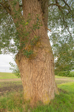 Majestic Lone Poplar Tree in a Danish Agricultural Field