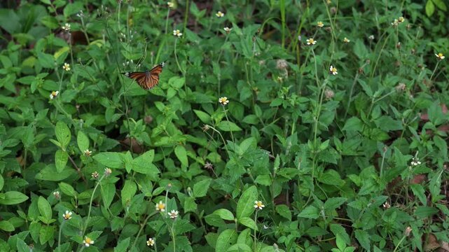 Common tiger butterfly feeding on tiny white wildflowers in a lush green summer meadow