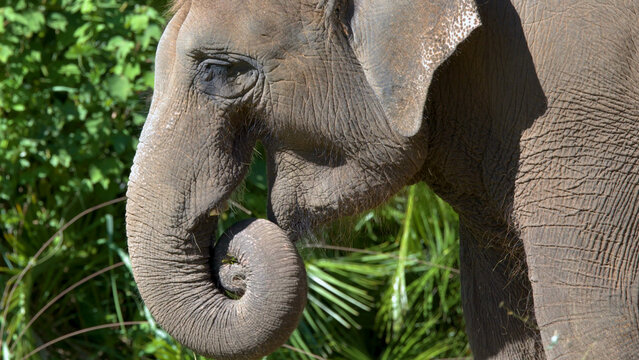 Close Up Profile of an Asian Elephant Chewing Grass in Sunlight