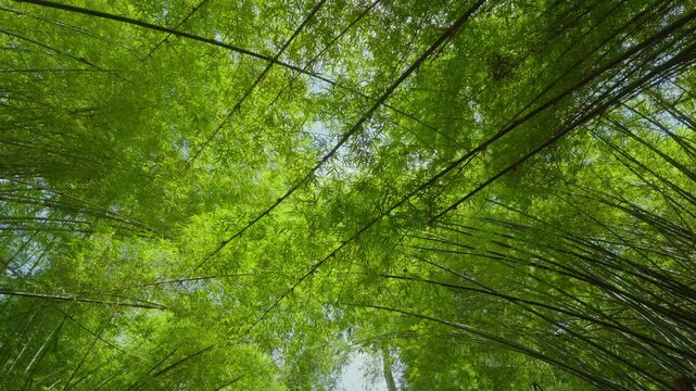 Low angle view looking up at a green bamboo forest canopy rotating against the bright sky