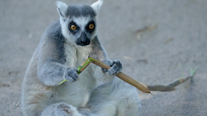 Ring-tailed Lemur Sitting on the Ground Holding a Bamboo Branch © blueringmedia
