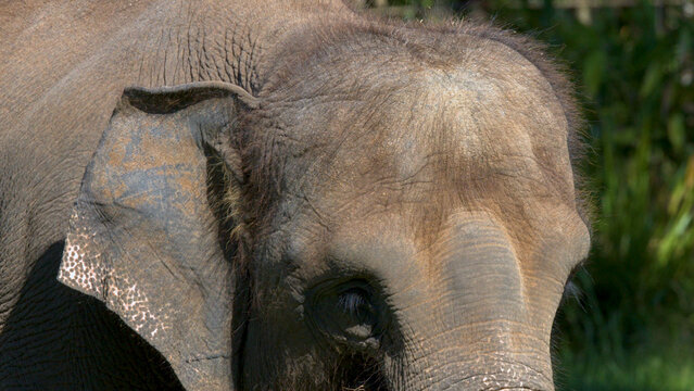 Close Up of an Asian Elephant Head and Ear in Sunlight